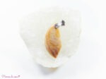 Pendentif en Corail fossile