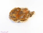 Tranche en bois fossilisé