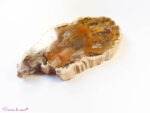 Tranche en bois fossilisé