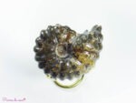 ammonite