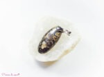Pendentif en Agate turitelle